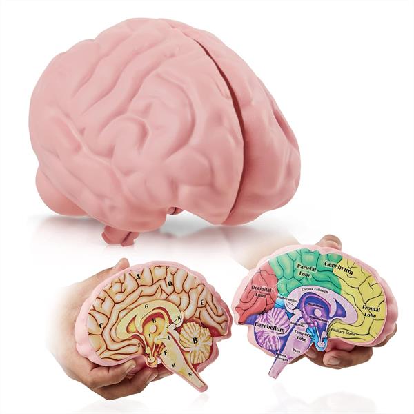 Cross Section Foam Brain Model